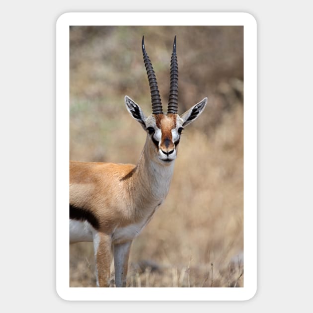 Thomson's Gazelle, Serengeti, Tanzania. Sticker by Carole-Anne